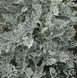 Цинерария Серебряная пыль (Фасовка: 0,1 г; Цвет: серебряный)