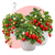 Ягідні
