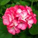 Пеларгония Пинто F1 (Фасовка: 100 шт; Цвет: rose bicolor)