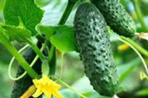 Як вирощувати огірки в неопалювальній теплиці