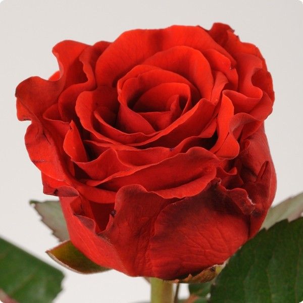 Роза чайно-гибридная Эль Торо (Фасовка: 1 шт.)
