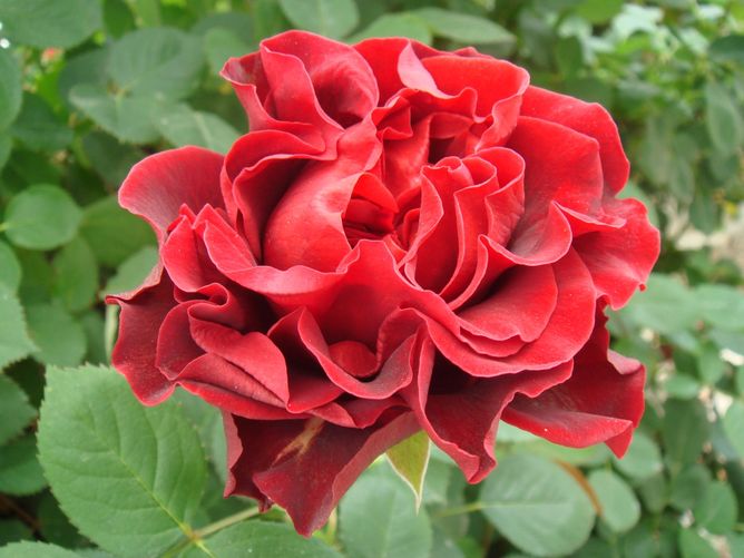 Роза чайно-гибридная Эль Торо (Фасовка: 1 шт.)