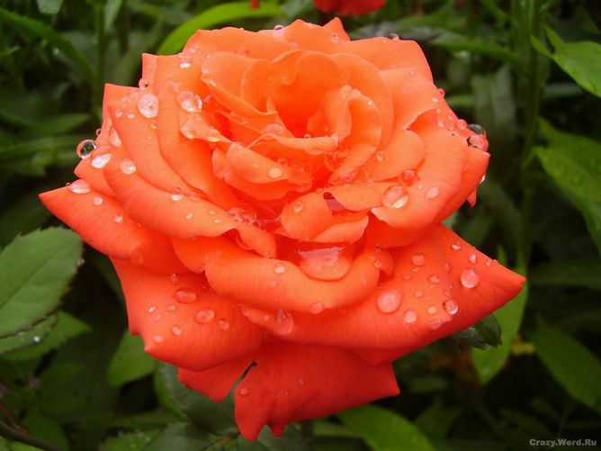 Роза чайно-гибридная Роза Анжелика