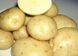 Картопля Фабула (Фасовка: 5 кг)