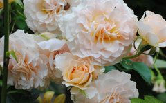 Троянда англійська Ескалібур, персиково-розовый, 1 шт