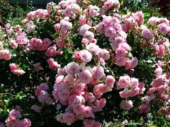 Троянда поліантова Боніка