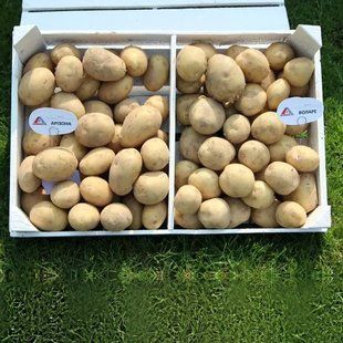 Картофель Аризона