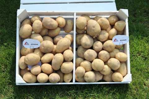 Картофель Аризона (Фасовка: 2,5 кг; Цвет: светло-желтый) семена купить вУкраине - фото, отзывы, описание