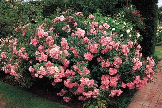 Роза полиантовая Боника