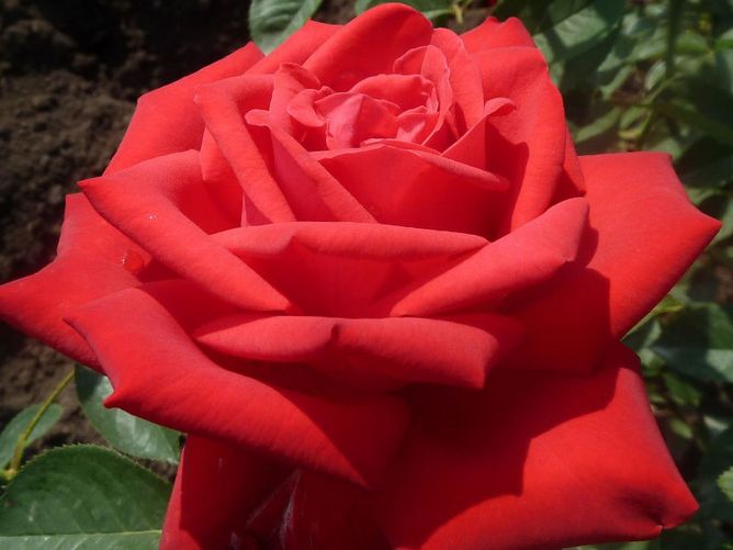 Роза чайно-гибридная Софи Лорен (Фасовка: 1 шт.)