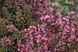 Вейгела квітуча (Фасовка: 1 шт; Колір: пурпурна)