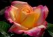 Роза флорибунда Нью Стар (Фасовка: 1 шт.)