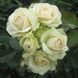 Троянда флорібунда Лавлі Грін, 1 шт
