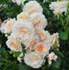 Роза английская Эскалибур, персиково-розовый, 1 шт