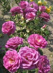 Троянда плетиста Віолет Парфум (Фасовка: 1 шт)