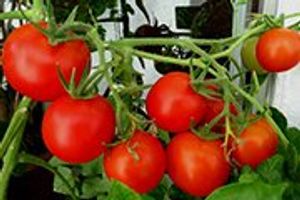 Вирощування томатів в неопалюваних теплицях