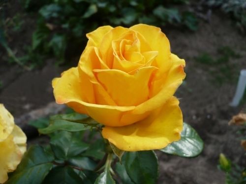 Троянда чайно-гібридна Папіллон (Фасовка: 1 шт)