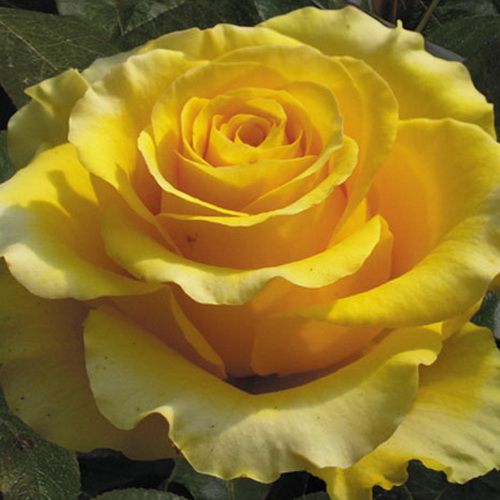Роза чайно-гибридная Папиллон (Фасовка: 1 шт.)