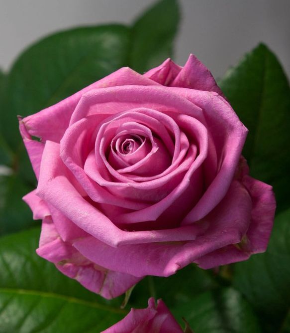 Роза чайно-гибридная Аква (Фасовка: 1 шт.)