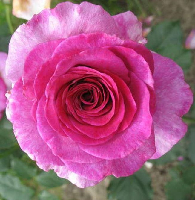 Роза плетистая Виолет Парфум (Фасовка: 1 шт.)