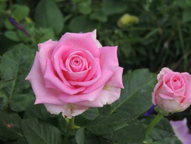 Роза чайно-гибридная Аква (Фасовка: 1 шт.)