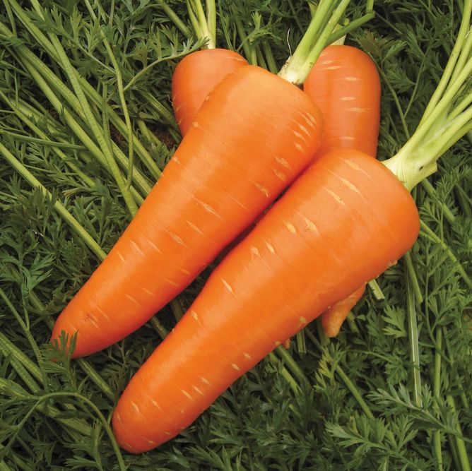 Морковь Мирафлорес F1 (Фасовка: 100 000шт калібр)