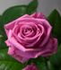 Троянда чайно-гібридна Аква (Фасовка: 1 шт)