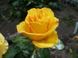 Троянда чайно-гібридна Папіллон (Фасовка: 1 шт)
