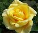 Роза чайно-гибридная Папиллон (Фасовка: 1 шт.)