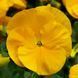 Виола виттрока Дельта F1 (Фасовка: 100 шт; Цвет: golden yellow)