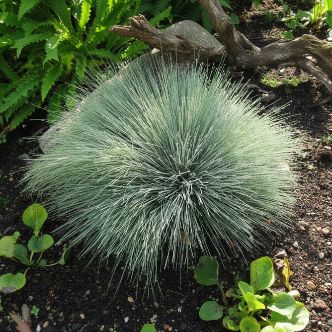 Срібна трава сива Spiky