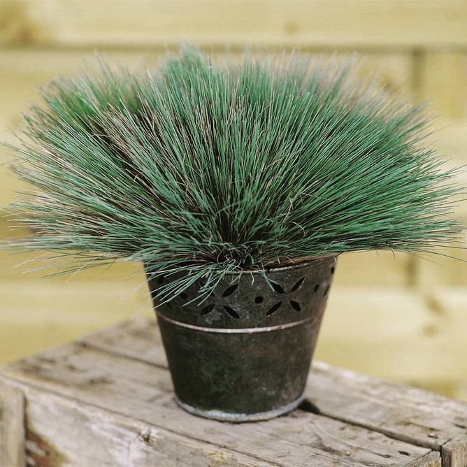 Срібна трава сива Spiky