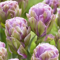Тюльпан Violet Pranaa
