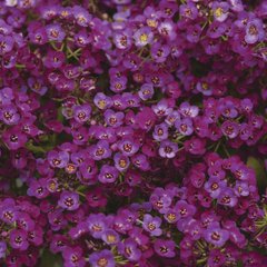 Лобулярия (Алиссум) Кристал (Фасовка: 1000 шт; Цвет: пурпурный)