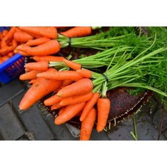 Морковь Болтекс
