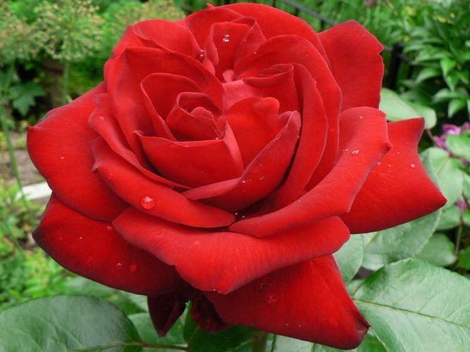 Троянда чайно-гібридна Інгрід Бергман, 1 шт