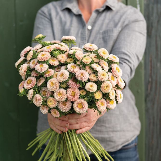 Айстра букетна Мацумото (Фасовка: 2500 шт; Колір: apricot)