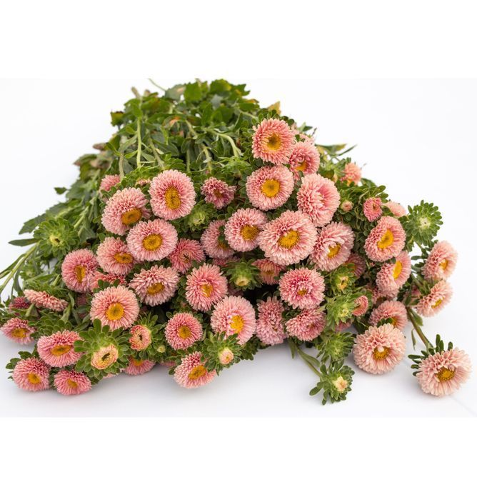 Айстра букетна Мацумото (Фасовка: 2500 шт; Колір: apricot)