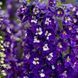 Дельфініум махровий Магічний Фонтан (Фасовка: 200 шт; Колір: dark blue white bee)