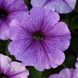 Петунія мультифлора Міраж F1 (Фасовка: 1000 шт; Колір: lavender)