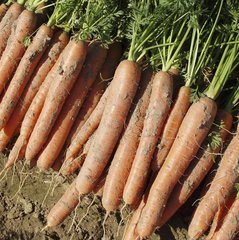 Морква Нарбоне F1 (2,2-2,4 мм) (Фасовка: 100 000 шт)