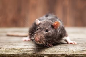 Як позбавитись від мишей та щурів
