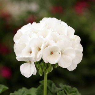 Пеларгонія Дансер F2 (Фасовка: 50 шт; Колір: white)