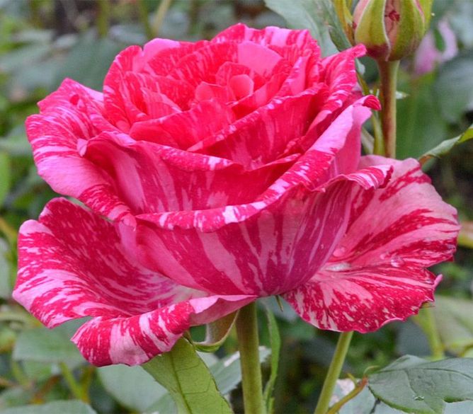 Троянда чайно-гібридна Пінк Інтуїшн (Фасовка: 1 шт)