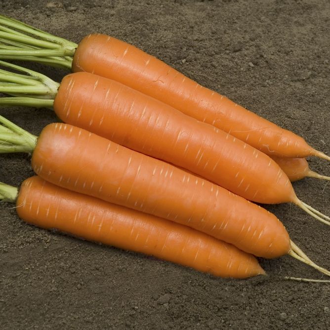 Морковь Монанта (Фасовка: 50 г)
