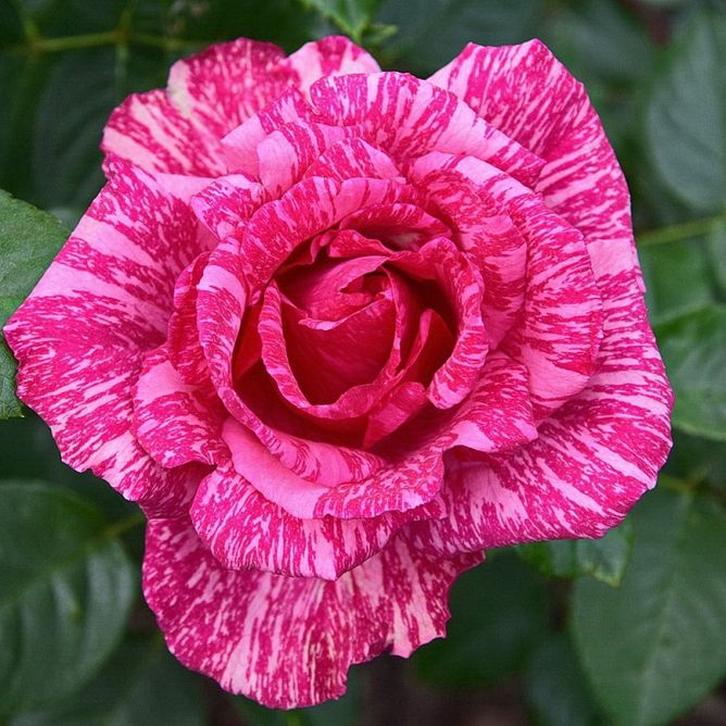 Троянда чайно-гібридна Пінк Інтуїшн (Фасовка: 1 шт)