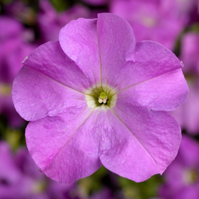Петунія грандіфлора Трітунія F1 (Фасовка: 1000 шт; Колір: lavender)