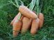 Морковь Шантане (Фасовка: 500 г)