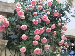 Троянда плетиста Іден Роуз, 1 шт
