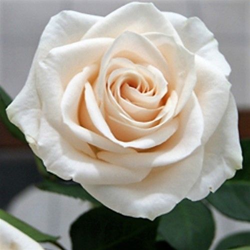 Роза чайно-гибридная Венделла (Фасовка: 1 шт.)
